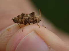 Centrocoris variegatus