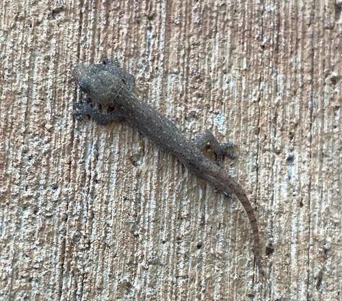 Gehyra mutilata observed 2021-06-06