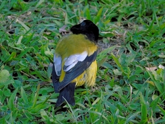 Coccothraustes abeillei