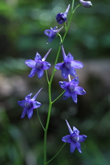 Delphinium treleasei