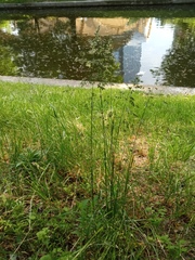 Poaceae