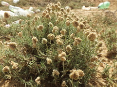 Aeluropus lagopoides