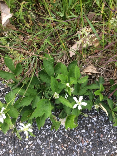 Smith's blackberry (Rubus jaysmithii)