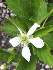 Rubus jaysmithii