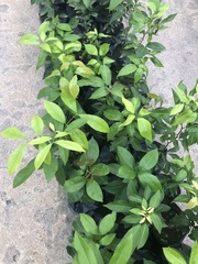 Melicoccus bijugatus