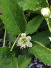 Rubus jaysmithii