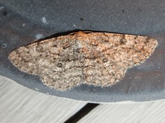 Hypomecis umbrosaria