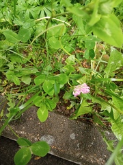 Trifolium pratense