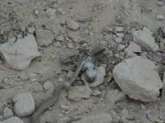 Psammophis schokari