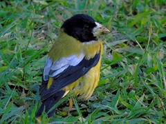 Coccothraustes abeillei