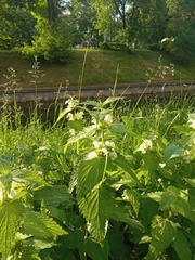 Lamium album