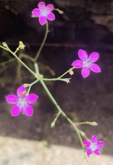 Saltugilia splendens