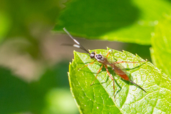 Mesostenus thoracicus