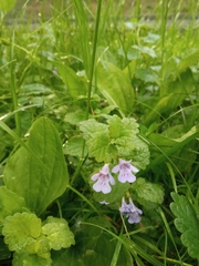 Glechoma hederacea