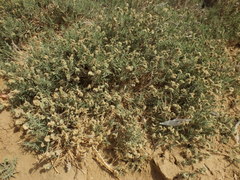 Aeluropus lagopoides