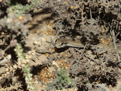 Psammophis schokari