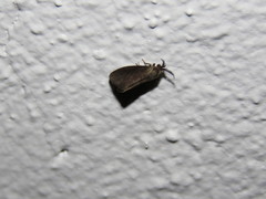 Cryptothelea gloverii