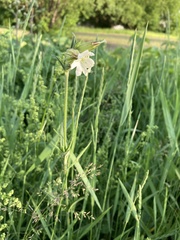 Silene latifolia