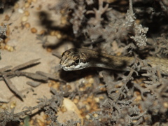 Psammophis schokari