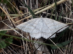 Perconia strigillaria