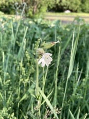Silene latifolia