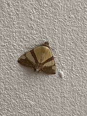 Eulepidotis julianata