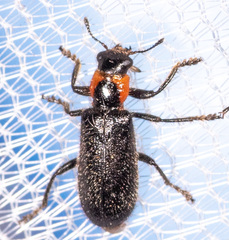 Placopterus thoracicus