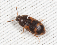 Mycetophagus flexuosus