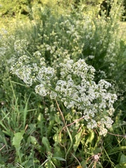 Galium mollugo
