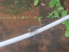 Diplacodes trivialis