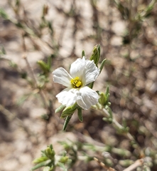 Frankenia jamesii