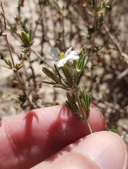 Frankenia jamesii