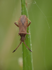 Coriomeris denticulatus