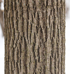 Tilia americana americana