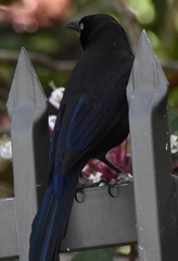 Quiscalus quiscula