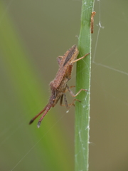 Coriomeris denticulatus