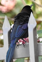Quiscalus quiscula