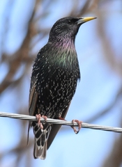 Sturnus vulgaris