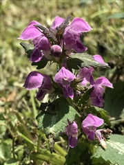 Lamium maculatum