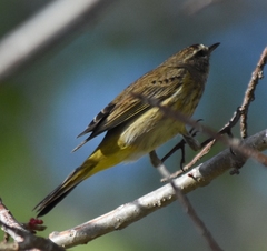 Setophaga palmarum palmarum