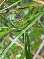 Sabatia quadrangula
