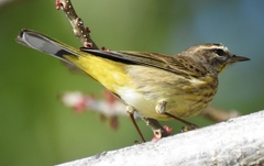 Setophaga palmarum palmarum