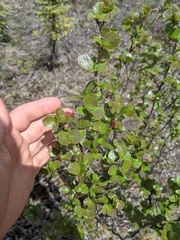 Betula nana