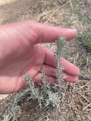 Artemisia carruthii