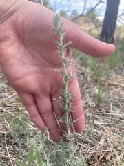 Artemisia carruthii