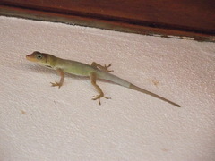 Anolis luciae
