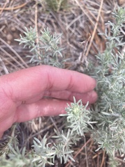 Artemisia carruthii