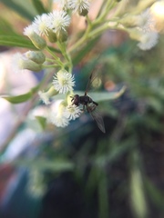 Dioprosopa clavata