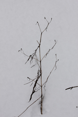 Bidens comosa