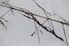 Bidens comosa